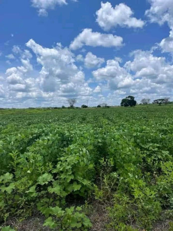 farm-for-sale-in-mazabuka-big-6