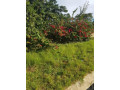 plots-for-sale-in-ibex-hill-road-frontage-small-2