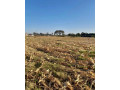 14-acre-plot-for-sale-in-lusaka-west-small-4