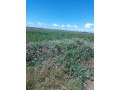 10-acres-land-for-sale-along-mumbwa-road-small-1
