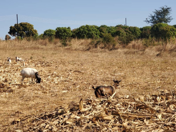 56-acres-land-for-sale-in-kasupe-big-1