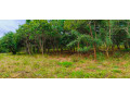 two-1000sqm-plots-for-sale-in-meanwood-ibex-small-0
