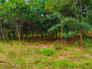 two-1000sqm-plots-for-sale-in-meanwood-ibex