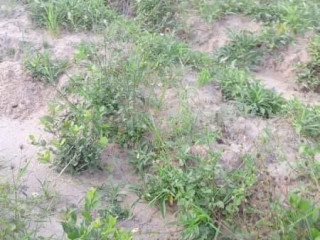 30m-x-20m-land-for-sale-in-meanwood-ibex