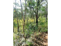 mkushi-land-for-sale-small-4