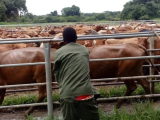 2000-hectares-farm-land-for-sale-in-chingola