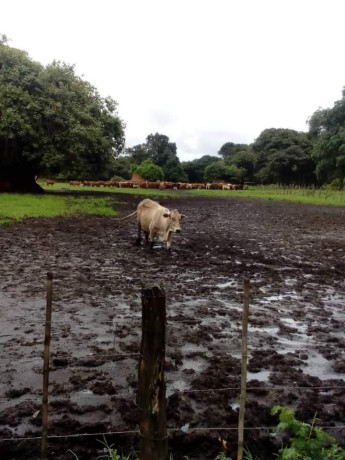 2000-hectares-farm-land-for-sale-in-chingola-big-5