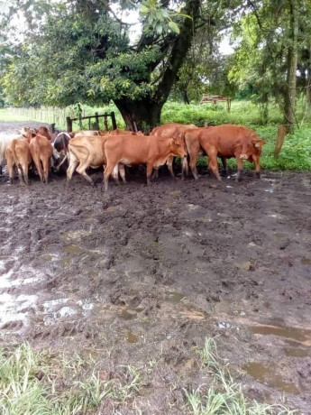 2000-hectares-farm-land-for-sale-in-chingola-big-2