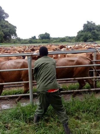 2000-hectares-farm-land-for-sale-in-chingola-big-0