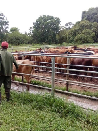 2000-hectares-farm-land-for-sale-in-chingola-big-4