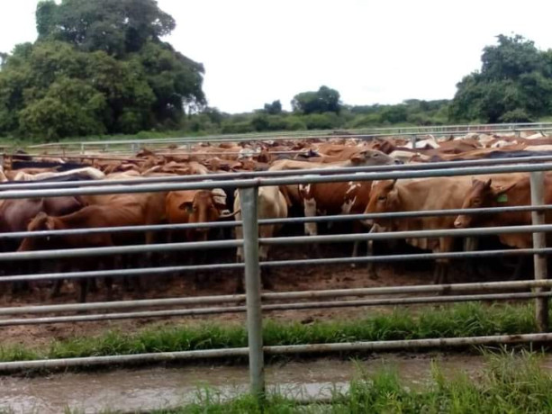 2000-hectares-farm-land-for-sale-in-chingola-big-3