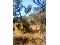 1290-hectare-land-for-sale-in-mumbwa-small-0