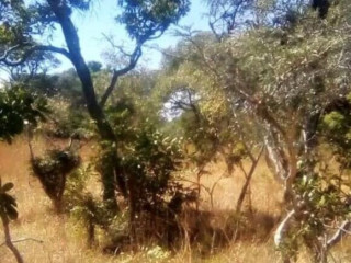 1290-hectare-land-for-sale-in-mumbwa