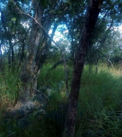 1290-hectare-land-for-sale-in-mumbwa-big-2