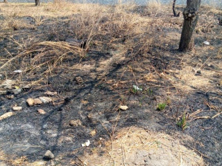 plot-for-sale-in-meanwood-vorna-valley