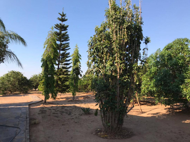 3-hectares-farm-for-rent-in-shimabala-big-6