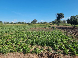 23-hectares-plot-for-sale-in-silverest