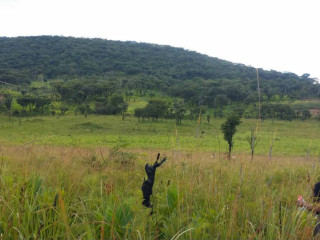 990-hectares-land-for-sale-in-solwezi