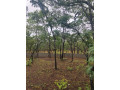1-acre-land-for-sale-in-new-kasama-small-1