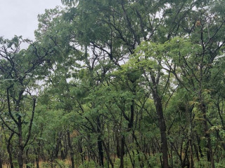 1-acre-land-for-sale-in-new-kasama