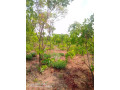 1600-hectares-land-for-sale-in-mumbwa-small-2