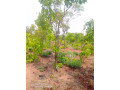 1600-hectares-land-for-sale-in-mumbwa-small-5