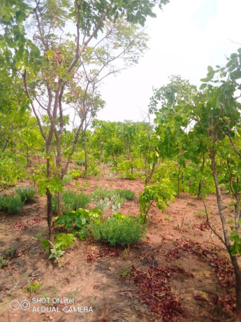 1600-hectares-land-for-sale-in-mumbwa-big-2