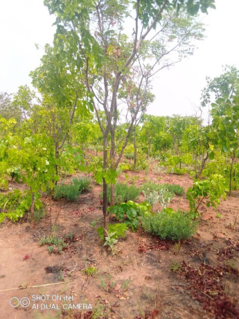 1600-hectares-land-for-sale-in-mumbwa-big-5