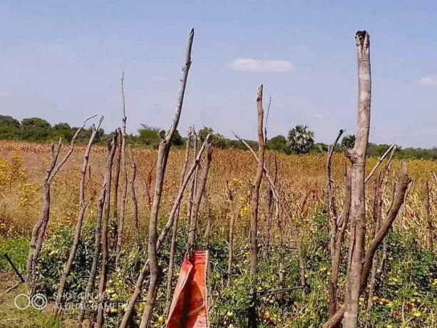 95-hectors-farm-land-for-sale-in-chongwe-big-3