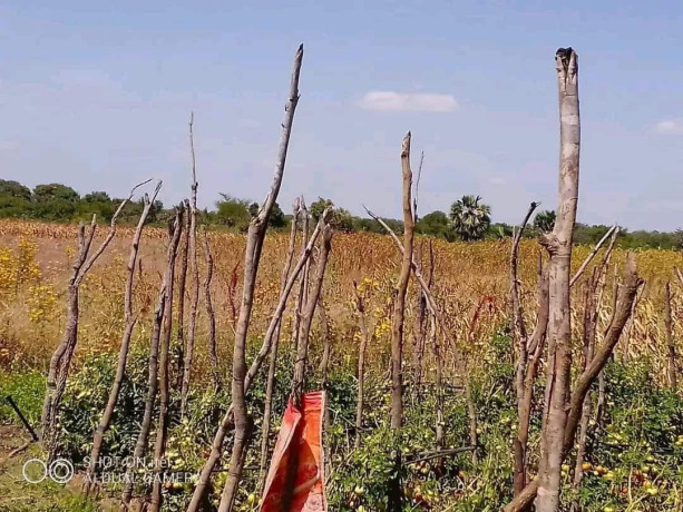 95-hectare-farm-for-sale-in-chongwe-big-3