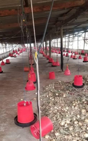 15-hectare-farm-for-sale-in-shimabala-big-6