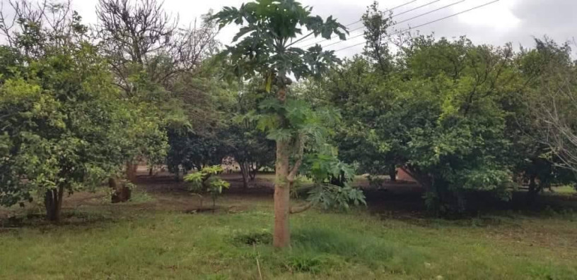 15-hectare-farm-for-sale-in-shimabala-big-2