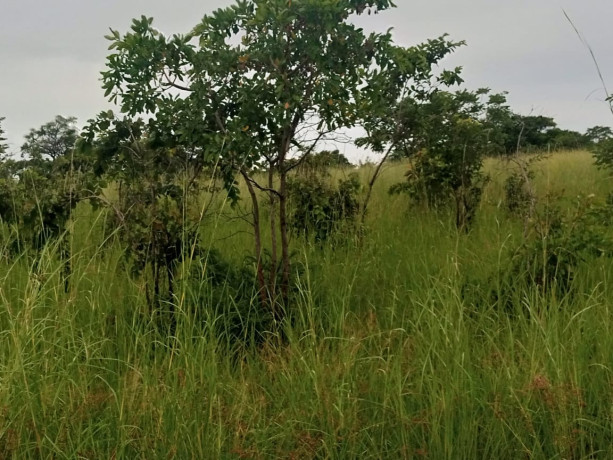 30m-by-40m-plots-for-sale-in-choma-big-1
