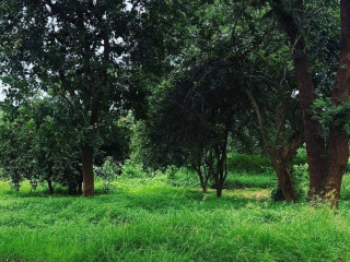 plots-for-sale-in-foxdale