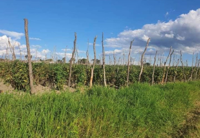 800-acre-plot-for-sale-in-palabana-big-2