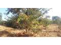 plot-for-sale-in-lilayi-small-1