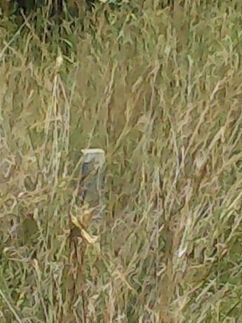 2-hectares-of-land-in-roan-park-chongwe-big-0