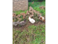 30m-by-40m-plots-for-sale-in-choma-small-9