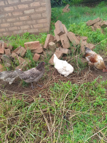 30m-by-40m-plots-for-sale-in-choma-big-9