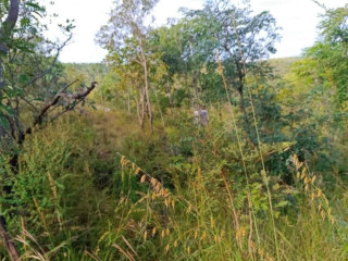 53-acre-plot-for-sale-in-mikango