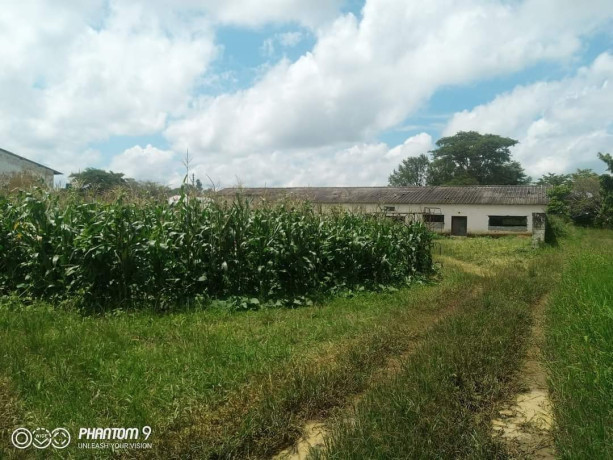 farmhouse-with-62-acres-of-land-and-chicken-runs-near-zamseed-big-8