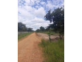 5-acre-plot-for-sale-in-meanwood-nkoshi-small-3