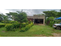 5-acres-farm-for-sale-in-palabana-small-6
