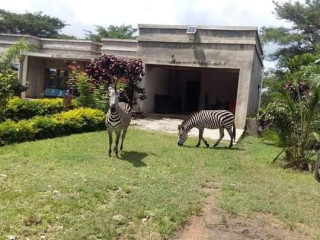 5-acres-farm-for-sale-in-palabana