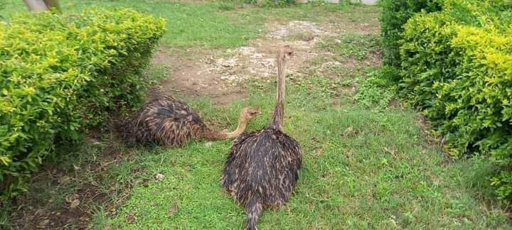 5-acres-farm-for-sale-in-palabana-big-5