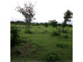 2-hectares-land-for-sale-in-kasisi-small-3