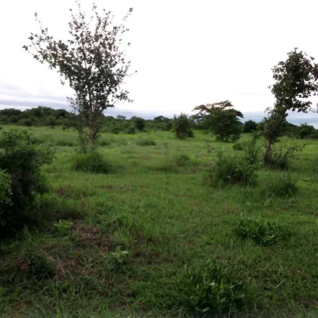 2-hectares-land-for-sale-in-kasisi-big-3