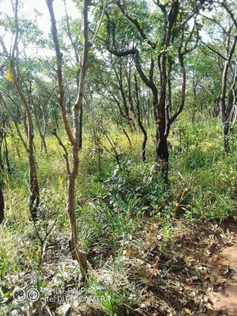 90-hectares-of-farmland-for-sale-in-mkushi-big-3