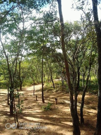 90-hectares-of-farmland-for-sale-in-mkushi-big-4