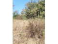 1-acre-plot-for-sale-in-ibex-hill-small-3